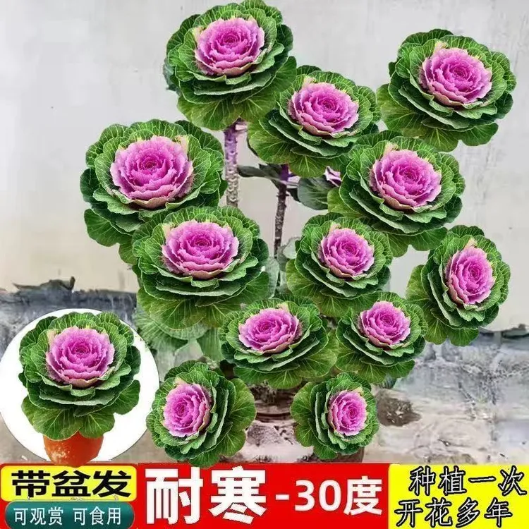 耐寒羽衣甘蓝苗可食用盆栽苗