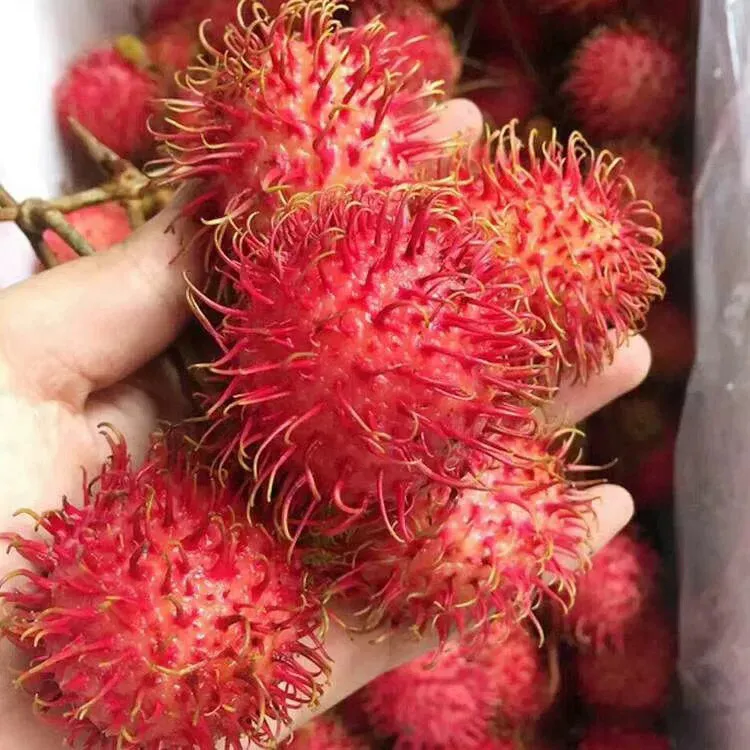 38女神节精选应季红毛丹新鲜毛荔枝自然熟多汁热带水果冷链速发