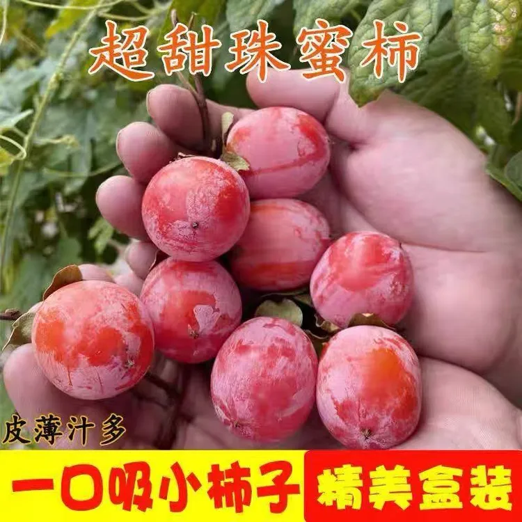 （顺丰快递）野生小蜜柿流心珍珠蜜柿软甜爆浆新鲜现摘水果一口香