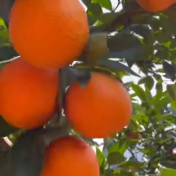 石门直发纽荷尔甜橙新鲜现摘应季水果产地直发香甜多汁超好吃心动