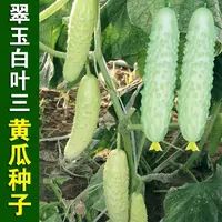 四季种植正宗白三叶水果黄瓜种子白黄瓜白皮早熟高产春夏蔬菜种子