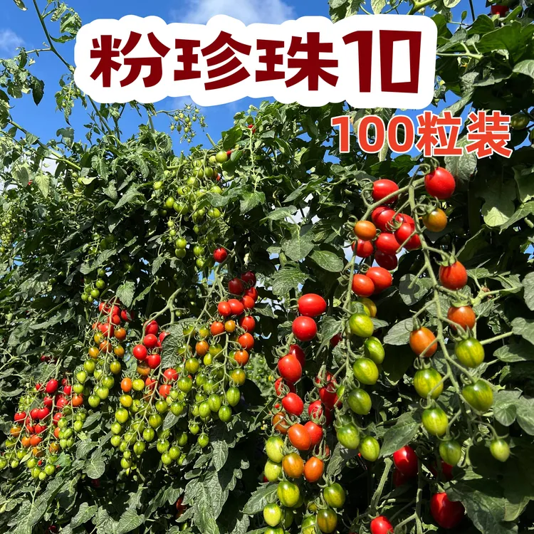 豫艺粉珍珠10，无限生长型高糖高产椭圆形樱桃番茄种子 100粒装