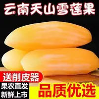 【五斤大果】云南天山黄心雪莲果生吃脆甜 送削皮刀