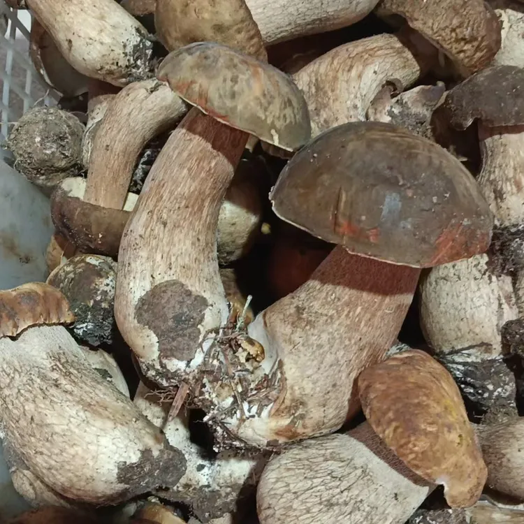 [凡科农业]美味牛肝菌新鲜当季现釆现发