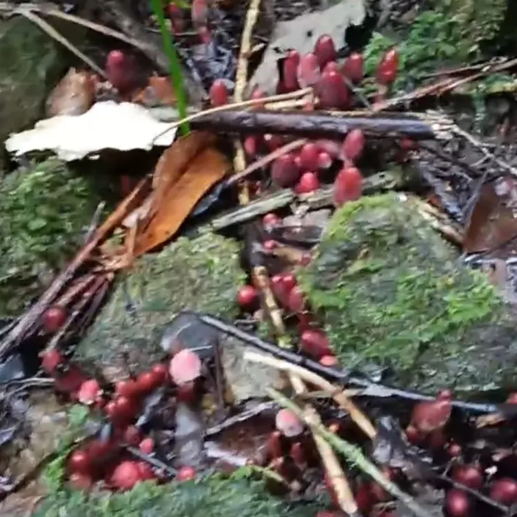【蛟哥土特产】永嘉高山茴村草