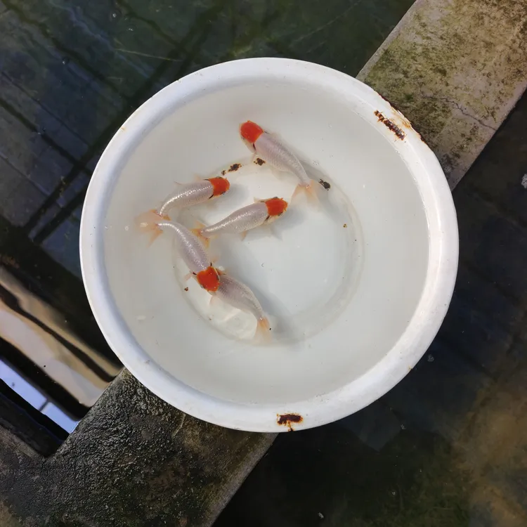 传统金鱼宫鹅鹅头红观赏鱼小鱼冷水鱼小金鱼活鱼锦鲤