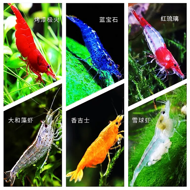 成年极火虾樱花虾黑壳虾冷水热带虾新手可养清洁鱼缸斑马螺工具虾