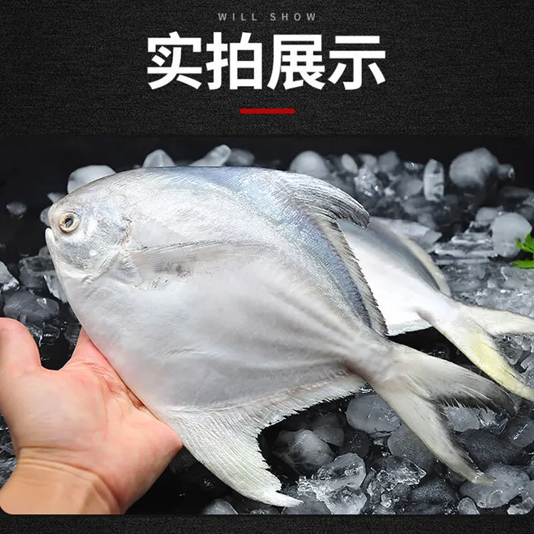 连云港野生银鲳鱼新鲜速冻发货刺少肉嫩