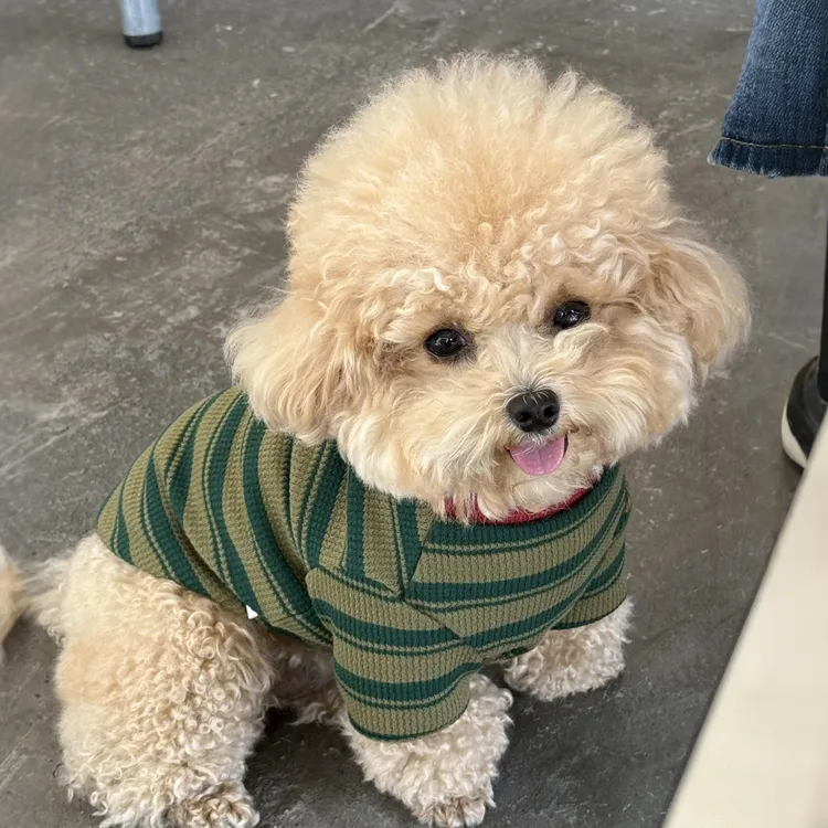 狗狗衣服春秋款华夫格条纹两脚衣小型犬泰迪比熊小鹿犬秋冬天卫衣