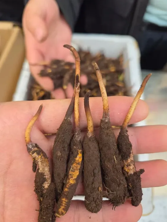 青海高海拔新鲜冬虫夏草滋补佳品可煲汤泡酒送礼