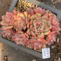 1425杂交精品基地17厘米