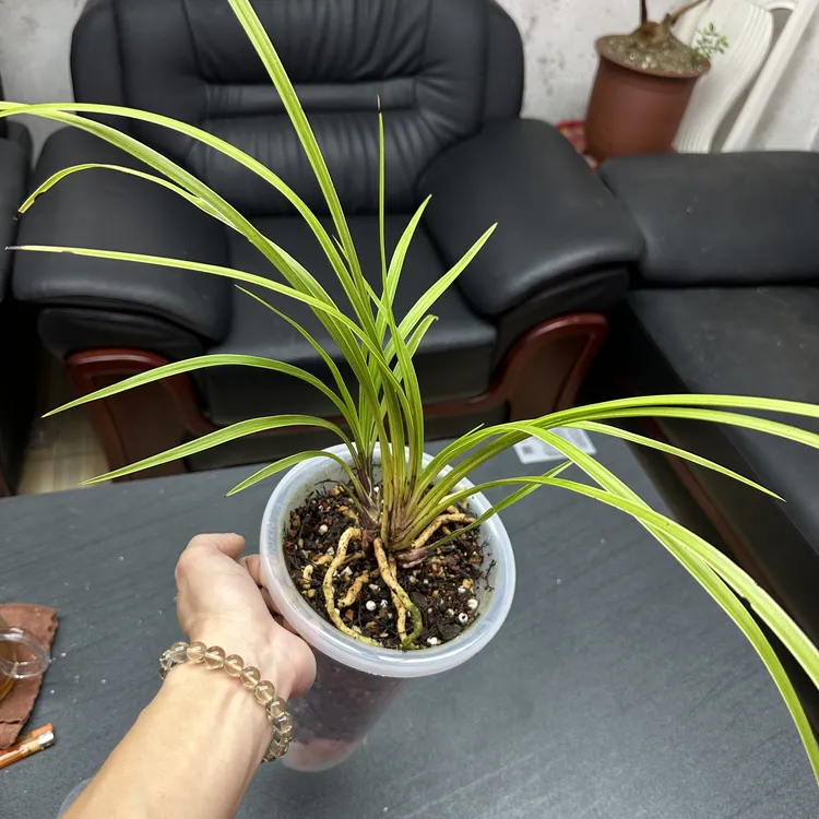 清江山城资源兰花一物一拍（拍前必须联系商家，切勿私自下单）