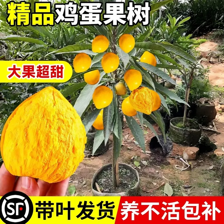 鸡蛋果树苗正宗耐寒蛋黄果原土原杯带果发货四季种植盆栽当年结果