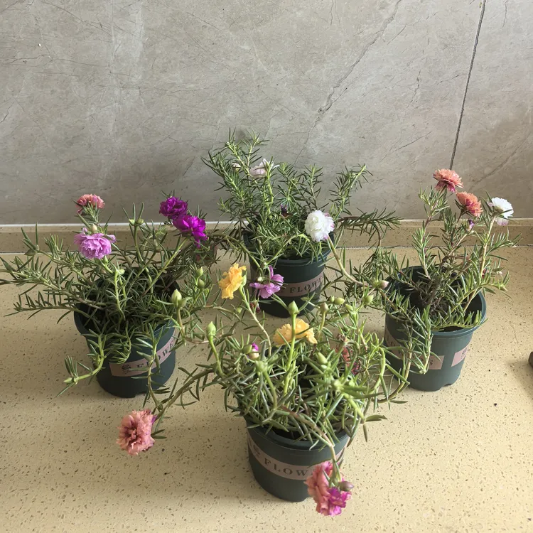 带根带土带花苞重瓣太阳花苗混色好养耐热宿根花卉