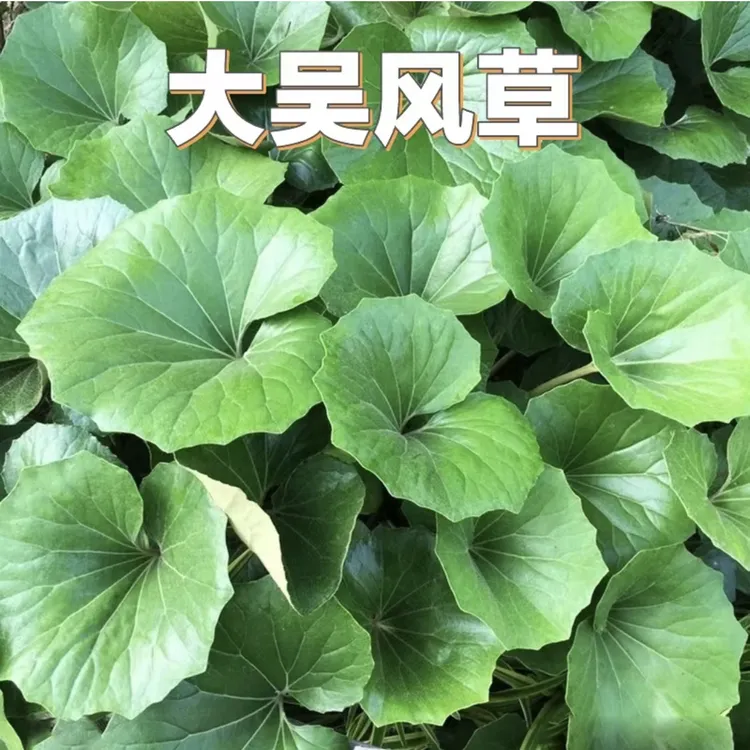 大叶吴风草盆栽四季常绿耐阴好养耐热耐寒庭院观叶多年生花镜植物