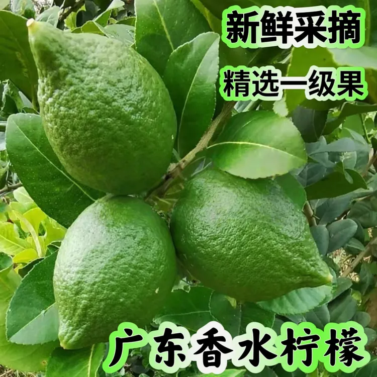 一级果80斤100斤广东香水柠檬新鲜现摘现发奶茶店专用爆打柠檬茶