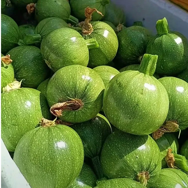 云南高原小圆瓜嫩南瓜圆西葫芦瓜清甜新鲜蔬菜当季农家蔬菜