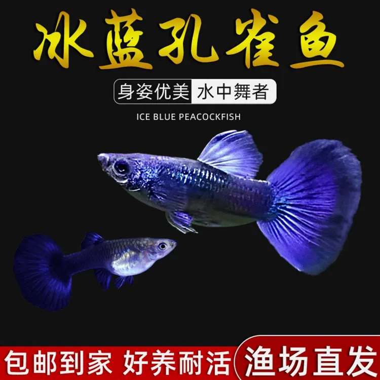 冰蓝孔雀鱼热带纯种观赏鱼小型淡水好养耐活斑马精品胎生凤尾小鱼