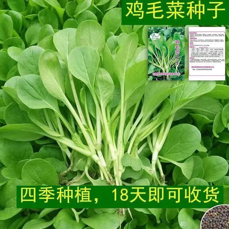 【鸡毛菜种子】四季播种抗热耐寒蔬菜种子小白菜籽蔬菜蔬菜种子
