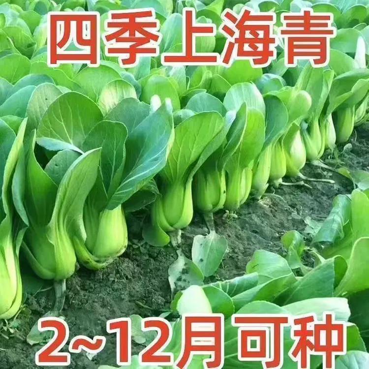 上海青小油菜小白菜新鲜蔬菜青菜小白菜四季耐寒耐热盆栽蔬菜