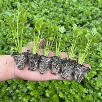 四季小香芹种子苗带土芹菜苗老品种四季阳台耐庭院热耐寒芹菜苗