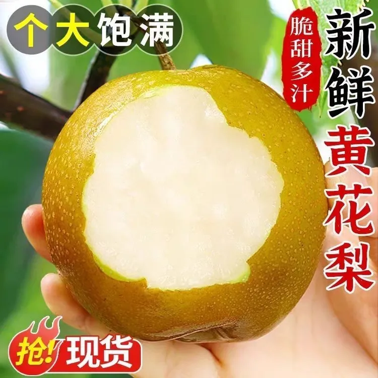 湖北沙梨黄花梨现摘现发脆甜多汁新鲜水果