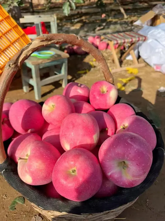 【陕西洛川】红富士苹果产地直发新鲜采摘脆甜多汁皮薄肉厚【中果】