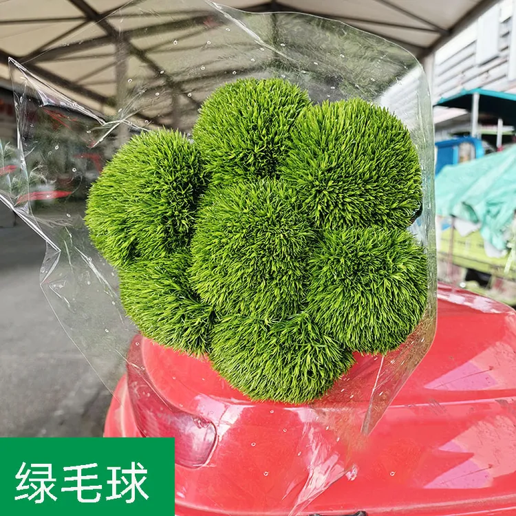 绿毛球鲜花鲜切花绿植云南昆明基地直发家庭插花室内水养花卉