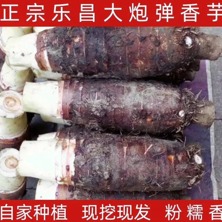 正宗韶关乐昌炮弹芋头新鲜香芋香软粉糯槟榔大芋头原产地农产品