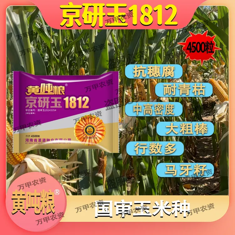 国审（黄吨粮京研玉1812）深马齿红轴矮杆大棒国审高产玉米品种商品图