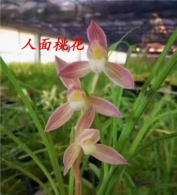 莲瓣兰浓香型兰花苗花卉室内外好养绿植盆栽国兰正品兰草兰花盆栽