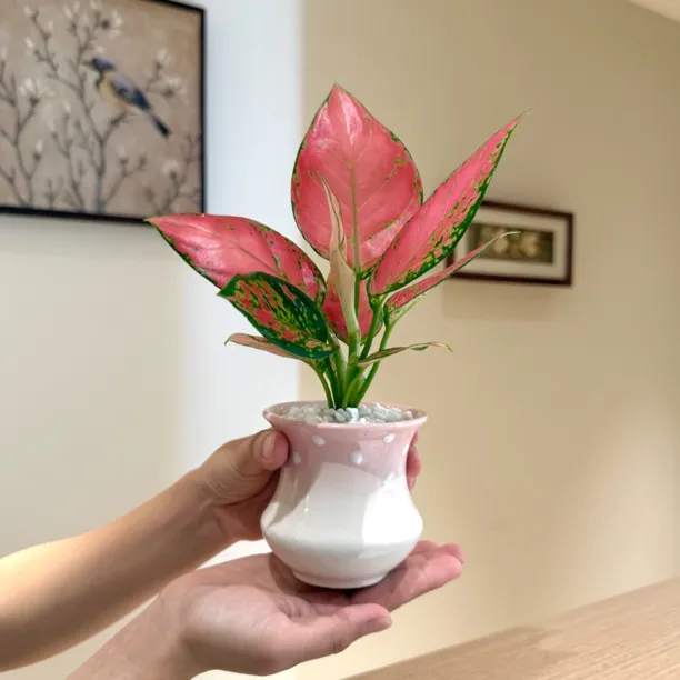 可爱吉利红如意皇后竹芋海芋盆栽盆景室内客厅办公室桌面花卉绿植