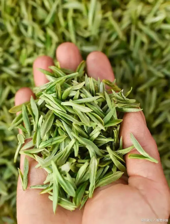 【2025新茶】大山沟•信阳毛尖明前芽头(兰花香）