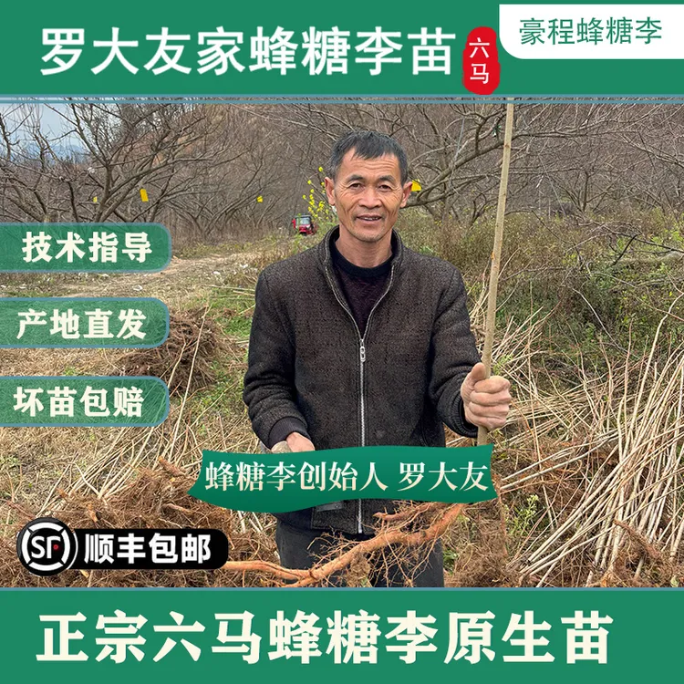 贵州六马正宗原产地蜂糖李原生苗镇宁蜂糖李苗六马蜂糖李盆栽裸根