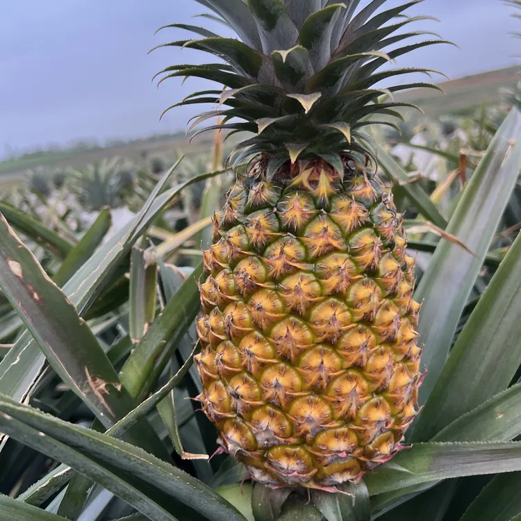 徐闻金钻凤梨自家果园现摘现发树上自然熟果肉香甜多汁包邮到家