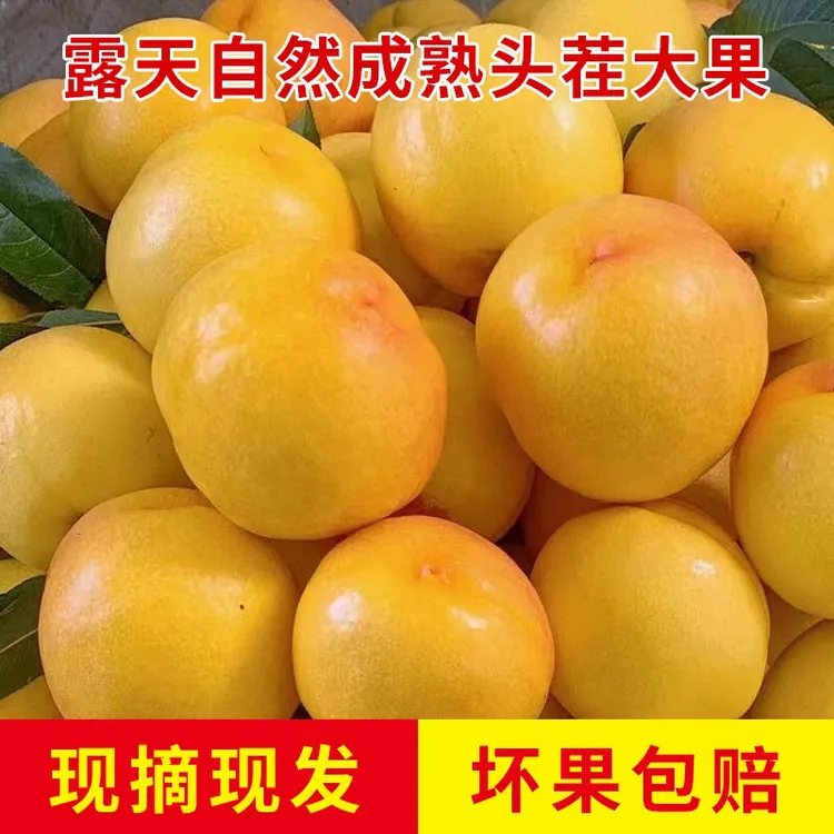 蒙阴正宗露天黄油桃