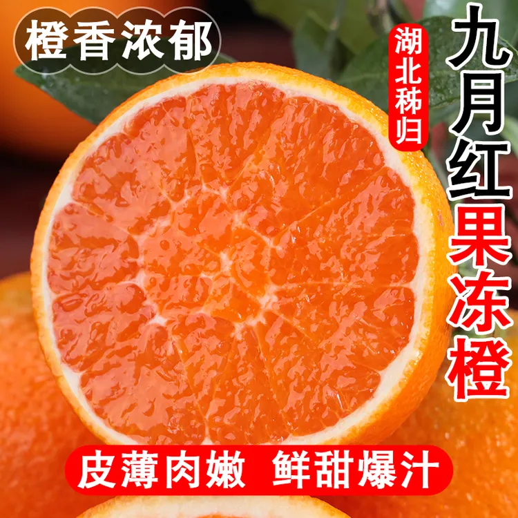 正宗秭归九月红果冻橙5/9斤新鲜现摘应季水果皮薄肉嫩鲜甜爆汁