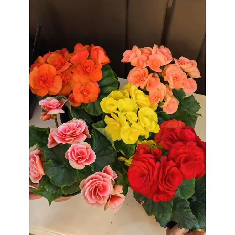 四季开花海棠花丽格重瓣海棠带花植物室内盆栽花卉阳台