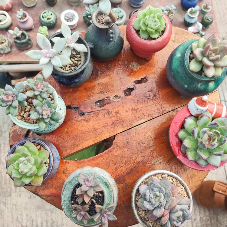 妈妈的精品盲盒多肉【带景德镇手工盆 无需换土】