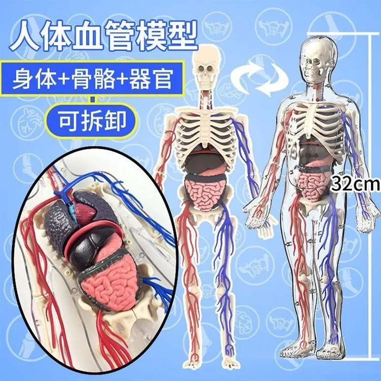 可拆卸人体结构模型手工拼装全身血管骨骼架器官医学仿真解剖玩具