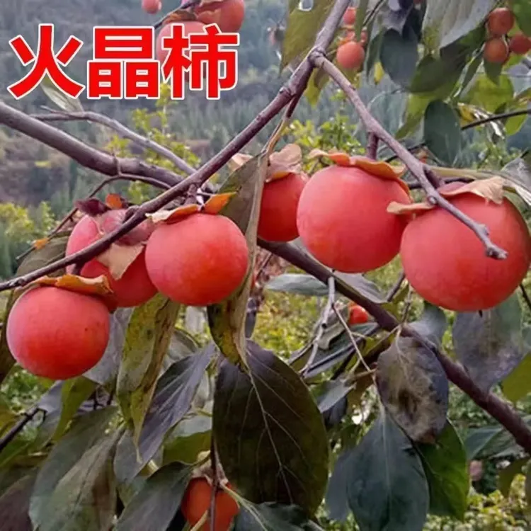 妃多多火晶柿子树盆栽地栽南北方皆可种植