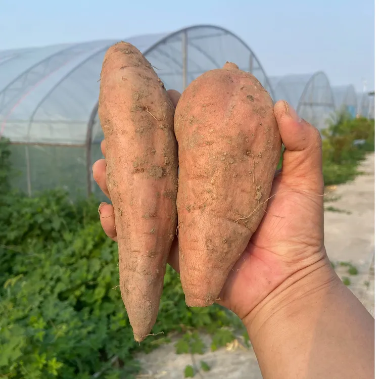 现挖哈密冰糖薯自种自销香甜粉糯新鲜美味