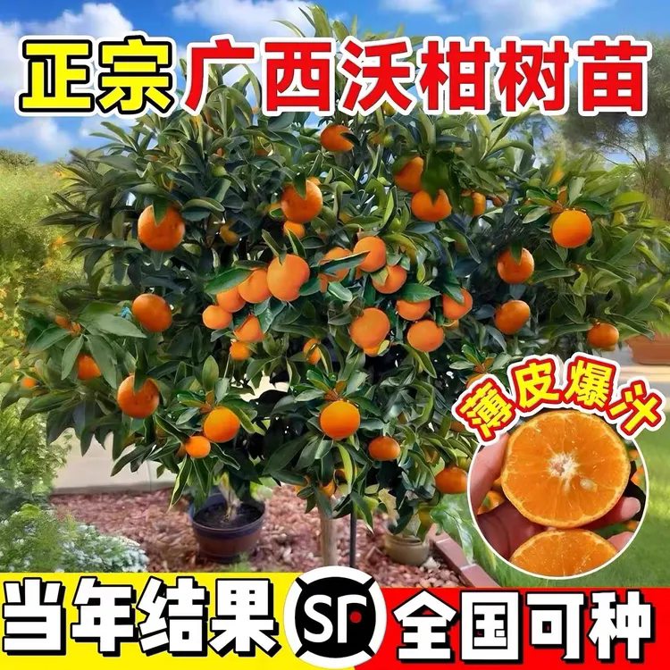 沃柑树苗地栽盆栽南方北方种植橘子树苗柑桔果树苗嫁接沙糖桔树苗