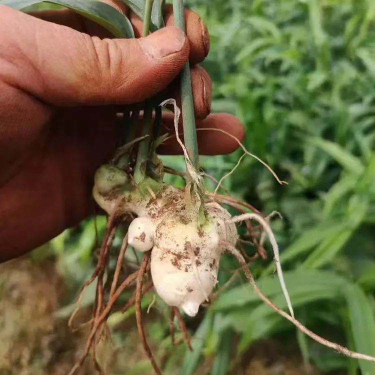 黄精种植苗 姜型多花不倒苗黄精苗 多花籽育苗