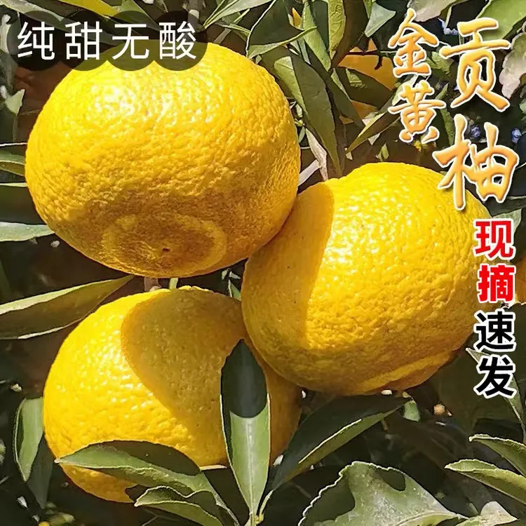 怀化岩垅黄金贡柚柚子当季新鲜水果象山青春香白柚整箱甜柚子9斤