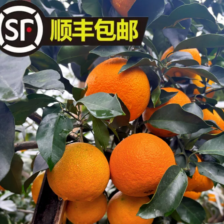 【顺丰包邮】四川乐山爱媛38号果冻橙新鲜采摘香甜多汁现摘现发