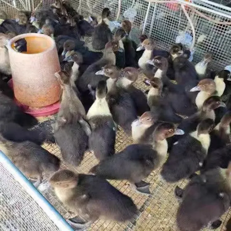 网红柯尔鸭火鸭宠物鸭活体可爱好养