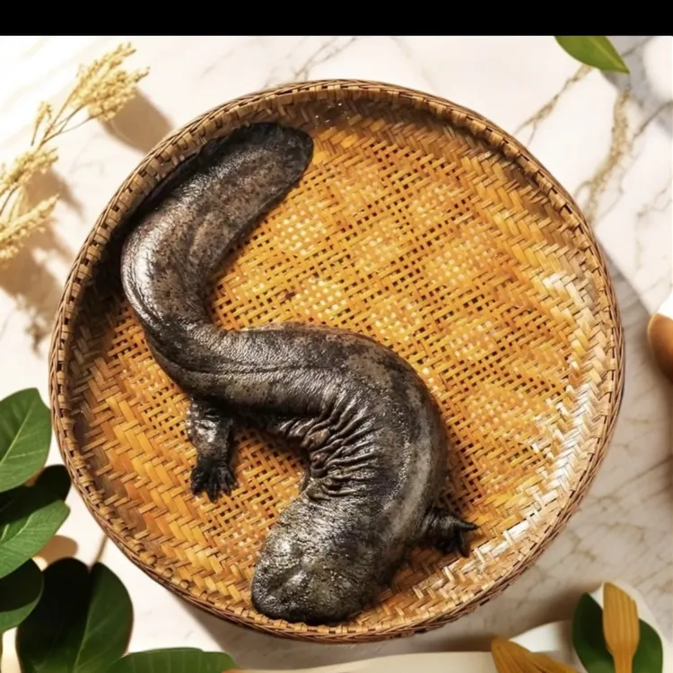 生态养殖二代娃娃鱼大鲵鱼娃娃鱼顺丰包邮