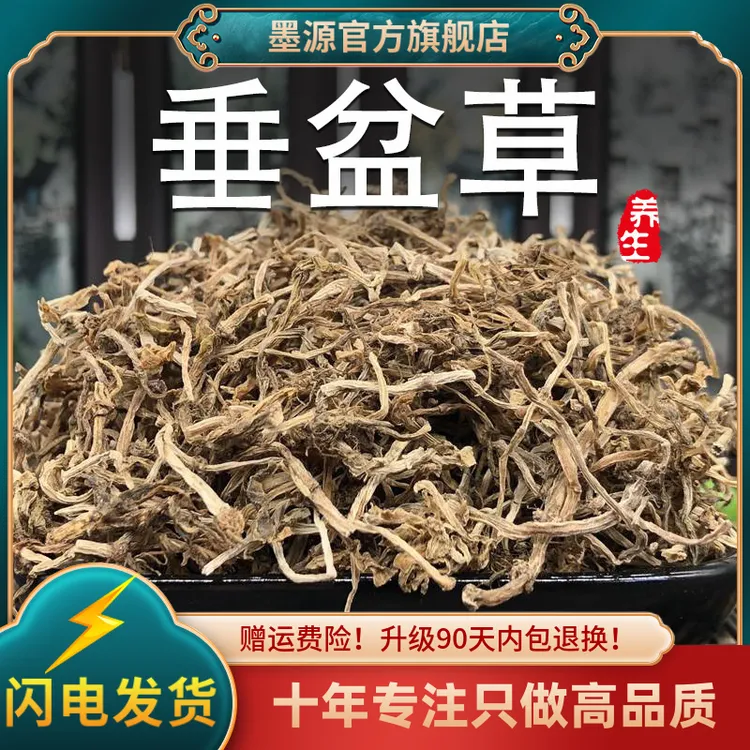 垂盆草中药材垂盆草新鲜垂盆草茶锤盆草非野生狗牙草干货泡水粉