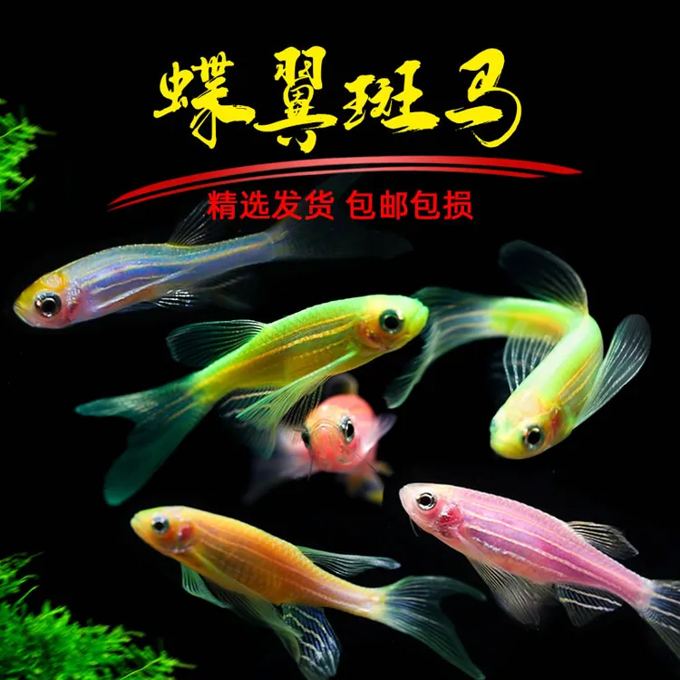 观赏鱼小型热带鱼大鳍蝶翼斑马鱼练手长尾斑马鱼活体鱼苗新手好养